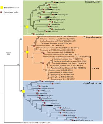 Characterization of a novel thermophilic cyanobacterium within Trichocoleusaceae, Trichothermofontia sichuanensis gen. et sp. nov., and its CO2-concentrating mechanism